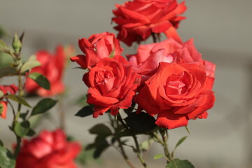 bunch of red roses