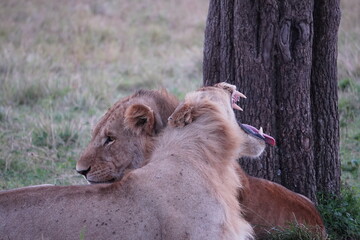 A young lion begins to yawn.