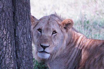  A young lion peeping from a tree trunk.