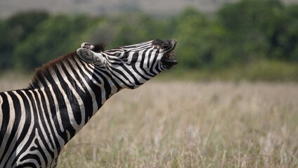  A zebra with a big smile showing worn out teeth.