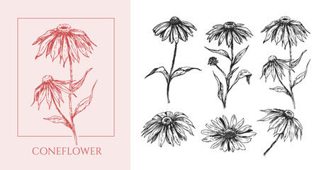 Coneflower flower, realistic vector sketch, hand drawn, monochrome illustration