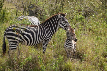 A zebra mother rests her head on the back of a baby.