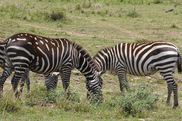 A zebra with very different stripes eating together with a normal one