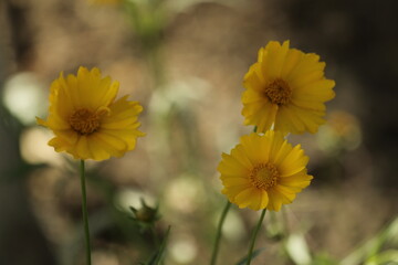 yellow flowers on the street 