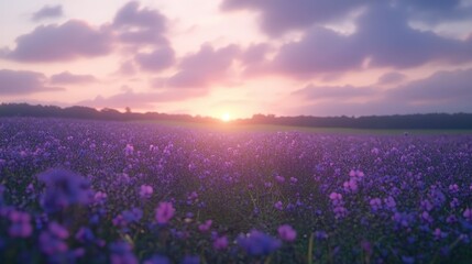 Fototapeta premium A Stunning Sunset Over a Lavender Field Filled with Blooms and Soft Clouds