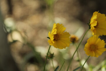 yellow flowers the street 