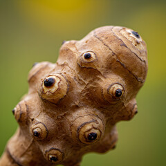 Close-Up of Jerusalem Artichoke Tuber: Detailed Texture and Structure