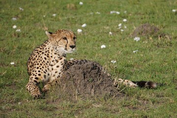  An intense look from a cheetah.