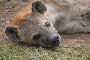  An eye level shot of a hyena lying down.
