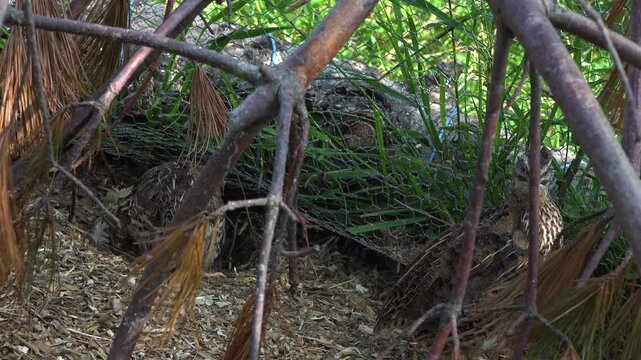 Two Jumbo Coturnix Quails looking around in an outdoor animal pen during the summer.