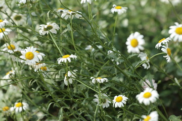 Fototapeta premium field of daisies
