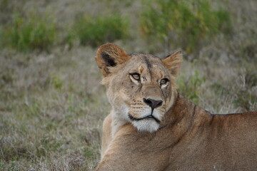  Attentive eyes of a young lion