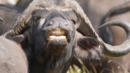  Buffalo smile showing the toothless upper jaw.