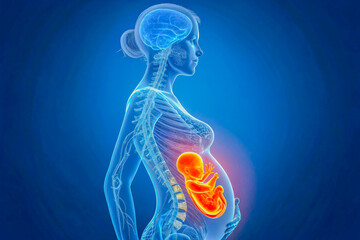 anatomy of the human body, 3D Medical Illustration of Pregnant Woman with Glowing Fetus in Womb