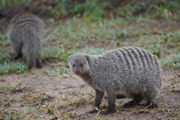 close up of a banded mongoose