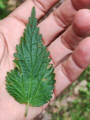 Blatt einer Brennnessel in der Hand