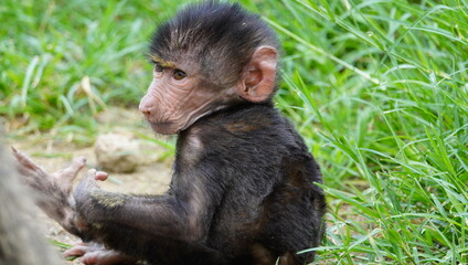close up of a nbaby baboon sitting alone.