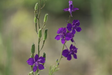 Obraz premium purple flowers on the street 