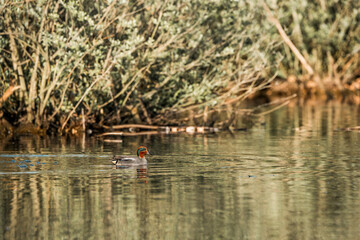 Eurasian teal swimming in the pond bird 