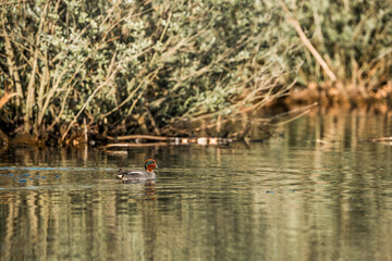 Eurasian teal swimming in the pond bird 