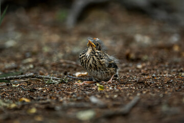 little singing bird baby on the ground