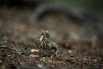 little singing bird baby on the ground