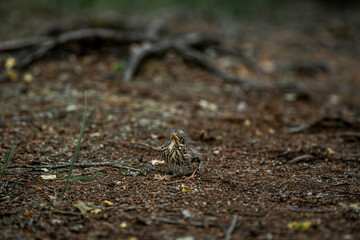 little singing bird baby on the ground