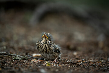 little singing bird baby on the ground