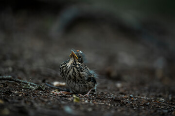 little singing bird baby on the ground