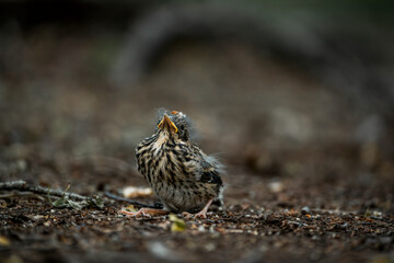 little singing bird baby on the ground