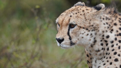 Close up of the face of a cheetah.