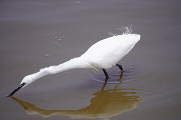 Egret in full stretch of neck to catch a fish.
