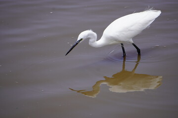 Egret looking for food in a pond