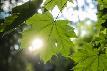 Sunlight filtering through vibrant green maple leaves in a serene forest during late afternoon hours
