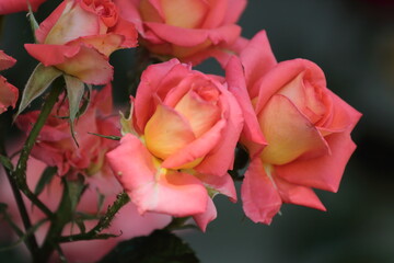 red rose on the street 