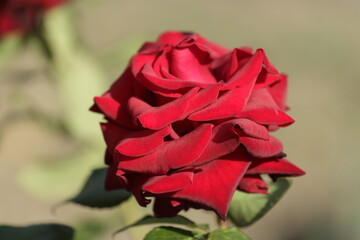 red rose on the street 