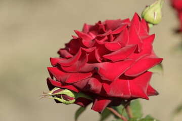 red rose on the street 