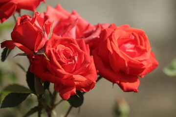 red rose on black background