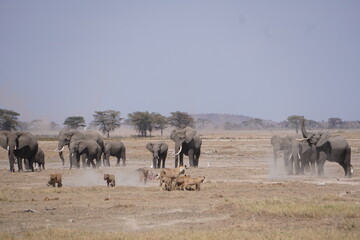 Elephants disrupts a meal lions are eating and scuttle them.
