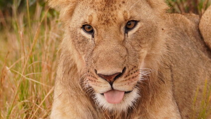 Extreme close up of a lion with her tongue out.
