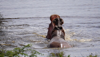  front view of two hippos fighting