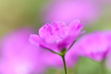 Close-up of a petal and flower veins of blood red cranesbill, pink flower of Geranium sanguineum, pink background of blood red cranesbill, spring flowers in full bloom
