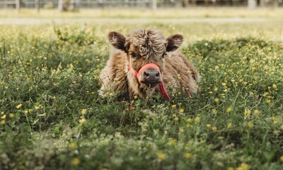 Close-up of a young Highland cow with a red halter peeking from behind another cow in a sunny green...