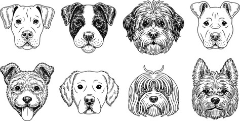 Illustration of eight different dog breeds heads in a black and white style