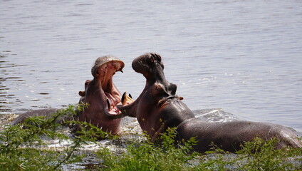  hippos fighting on the shores of a lake.