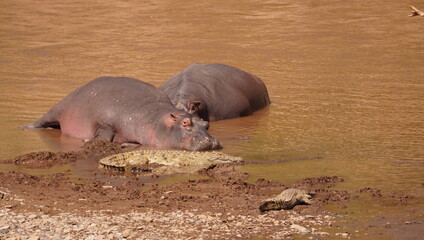  Hippos sitting together with crocodiles on the bank of a river.