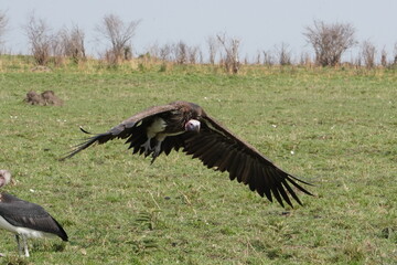  In coming lappet faced vulture into a kill.