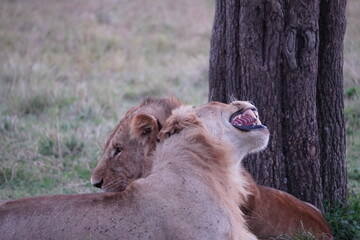 juvenile male lion looks like laughing.
