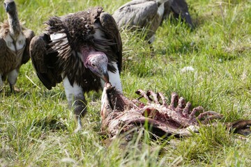 lappet faced vulture cleans up a skeleton