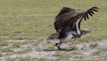 lappet faced vulture taking off.